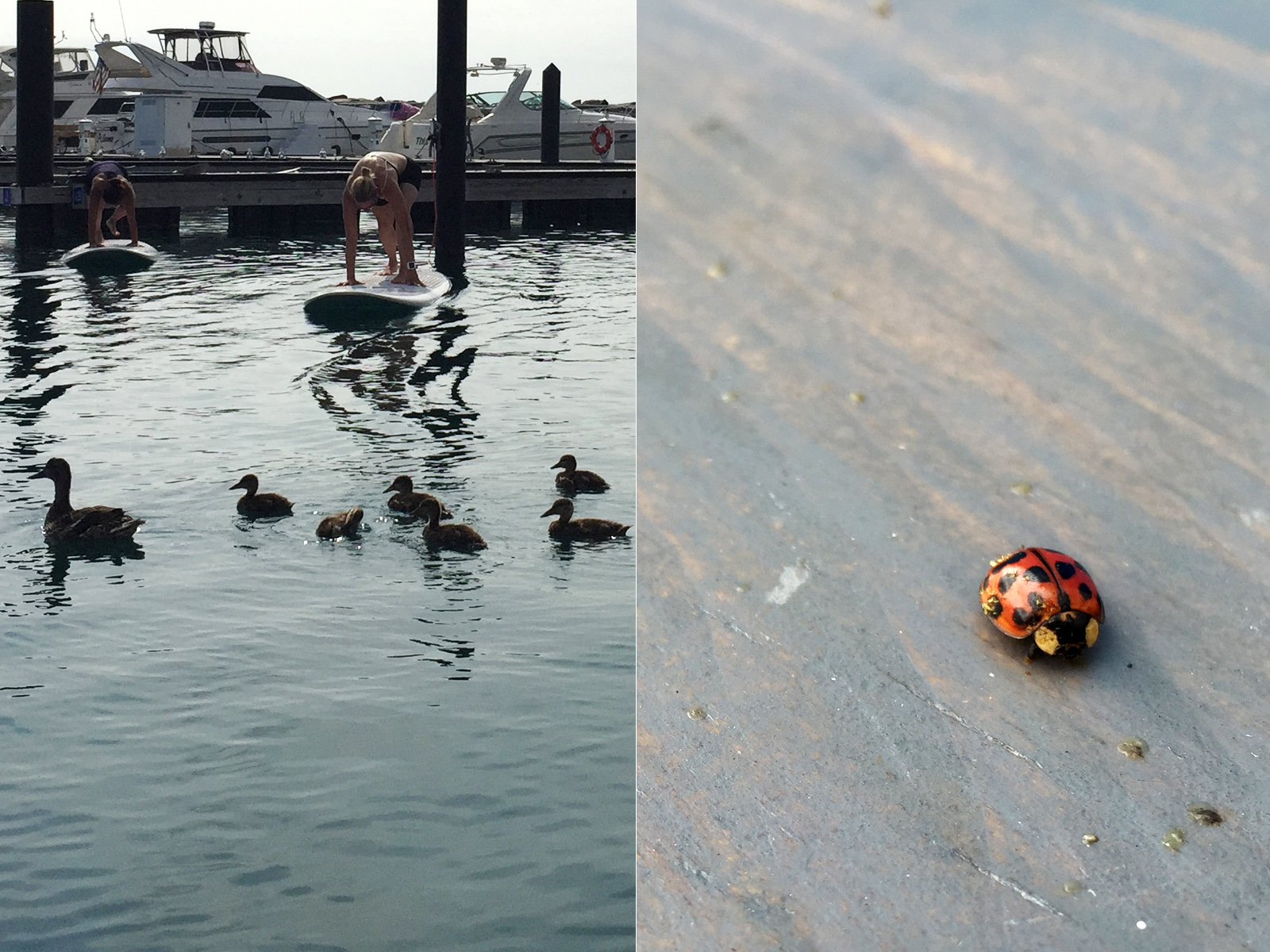 ducks and lady bug 31st St harbor