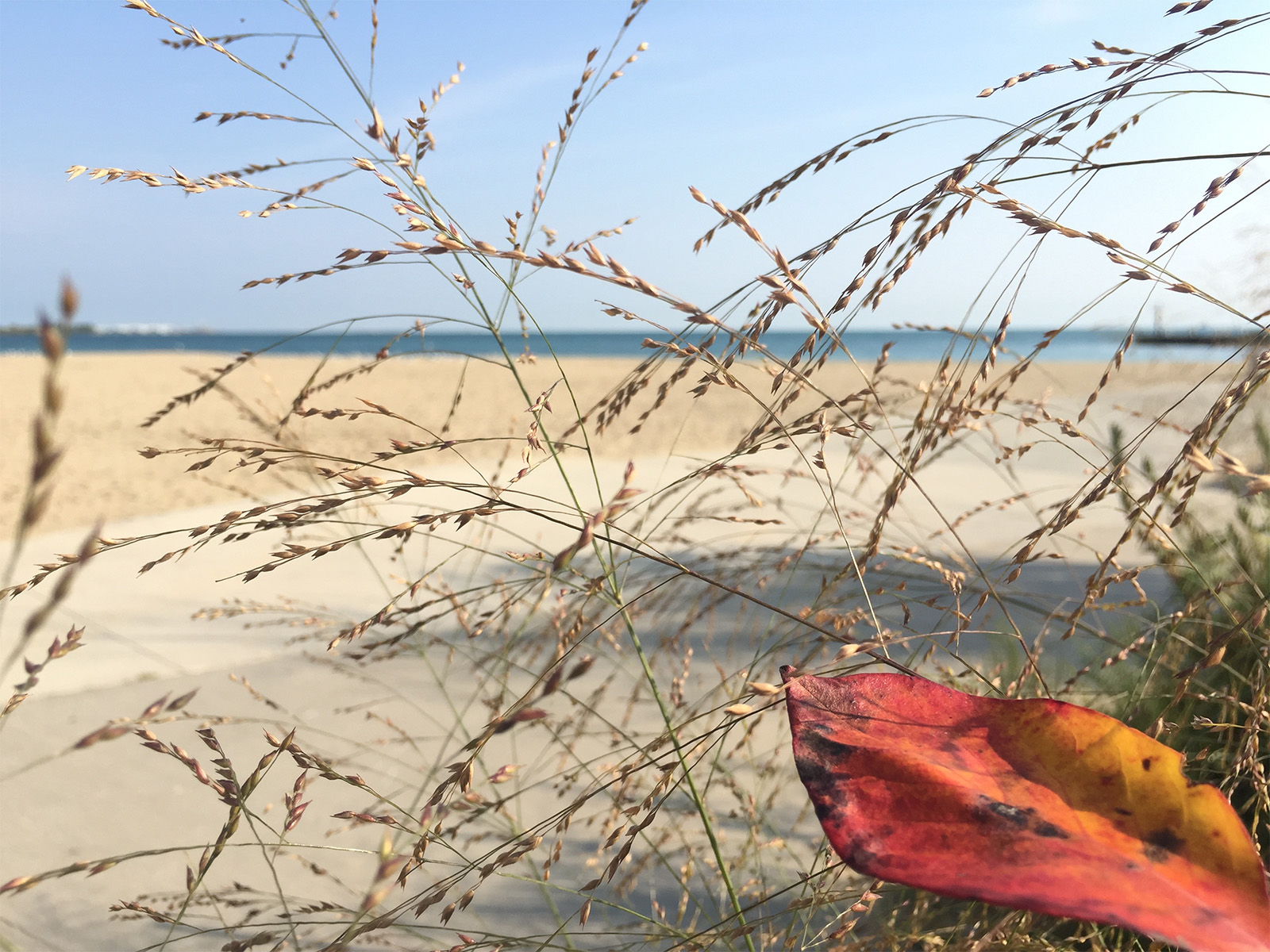Fall arrives at 31st St Beach